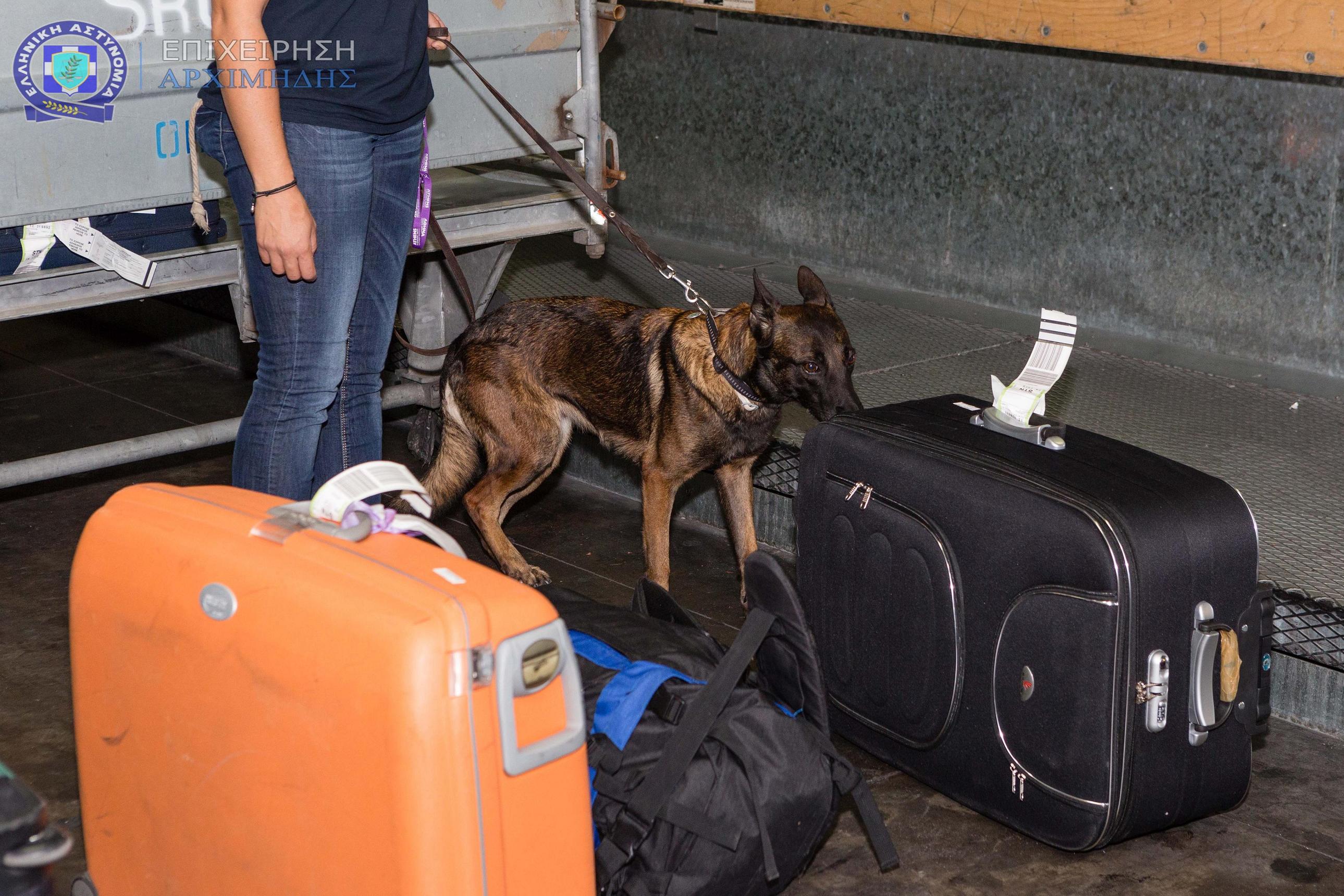 Λαγωνικό Κ-9 στον χώρο των αποσκευών