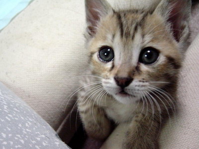 Μάζεψαν υπογραφές για να διώξουν έναν γάτο