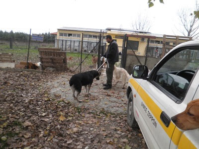 Χορήγηση ουσιών για τη στείρωση αδέσποτων ζώων