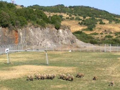 «Μετέτρεψαν» γήπεδο σε βοσκοτόπι