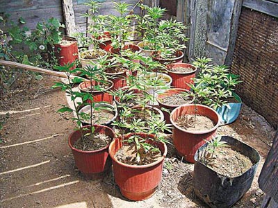 Οι γλάστρες αντί για λουλούδια είχαν χασίς