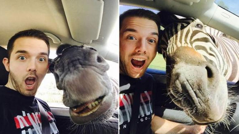 Η ζέβρα που έγινε viral