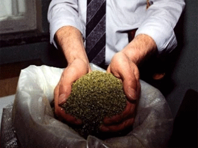 Η Αλβανία παραμένει πηγή της μαριχουάνας