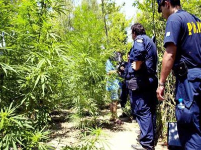 Εντοπίστηκαν 1500 δενδρύλλια κάνναβης