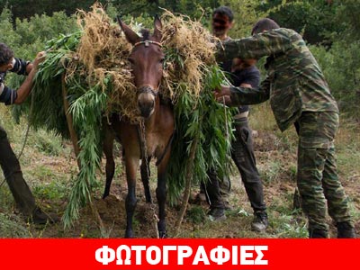 Κουβαλούσαν με τα μουλάρια το χασίς
