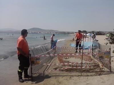 «Γεννητούρια» για kareta-kareta στην Αρτέμιδα