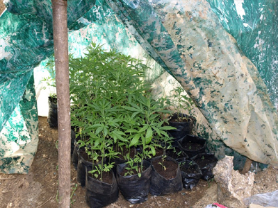 Είχε φτιάξει «θερμοκήπιο» κάνναβης