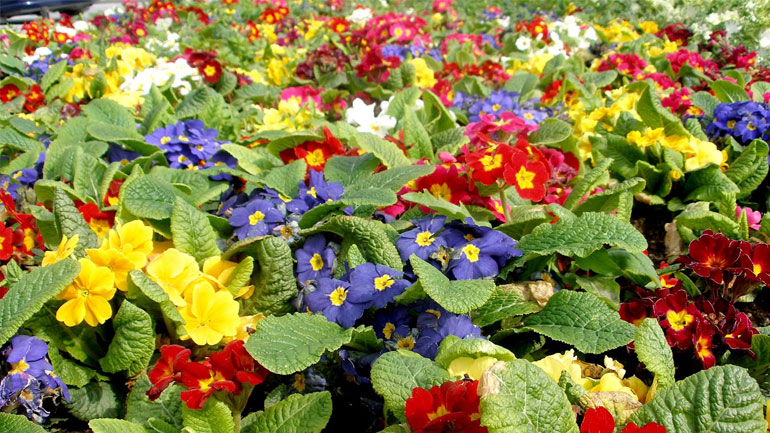 Πάτρα: Πρόστιμα σε ανθοπώλες που δεν έκοβαν αποδείξεις