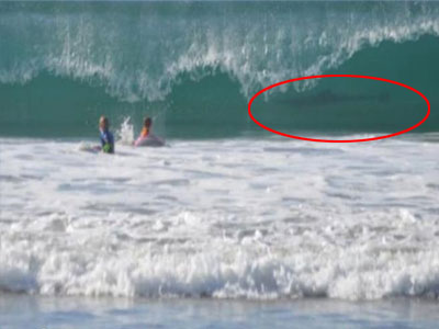 Κολυμπούσαν με έναν καρχαρία και τον είδαν στην φωτογραφία