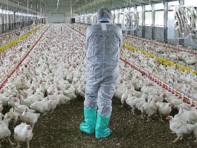 Ιαπωνία: Επιβεβαιώθηκαν τα πρώτα κρούσματα γρίπης των πτηνών