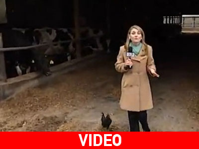 Κόκορας επιτέθηκε σε δημοσιογράφο