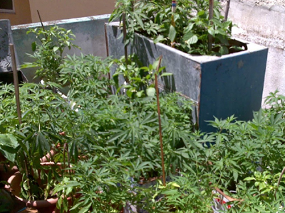 Συλλήψεις για καλλιέργεια χασίς στη Μάνη