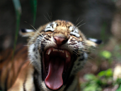 Νεκρή υπάλληλος ζωολογικού κήπου από επίθεση τίγρης