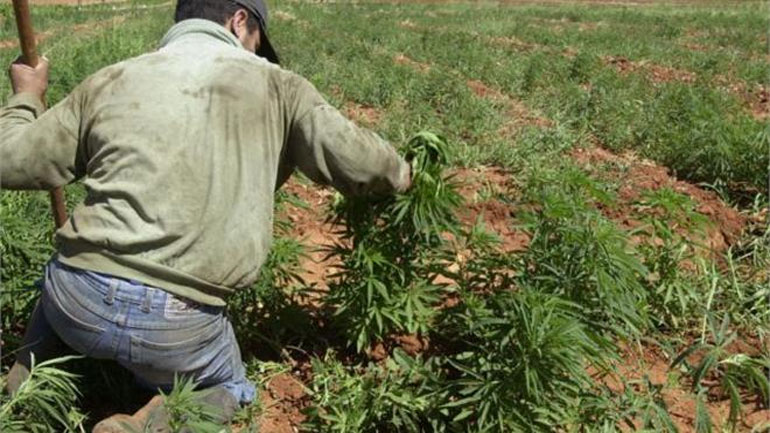 Συνελήφθησαν μέλη βιετναμέζικης μαφίας που διακινούσαν κάνναβη