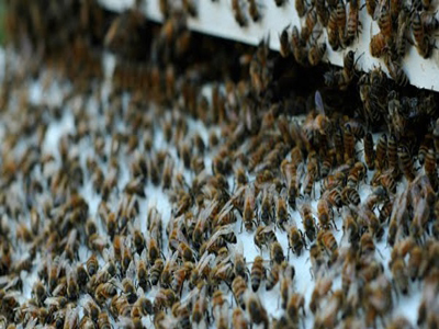 Του έκλεψαν τις μέλισσες