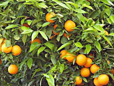 Εξαφανίστηκαν τα νεράτζια στη Μυτιλήνη