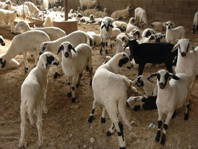 Κατείχε πρόβατα που δεν του ανήκαν