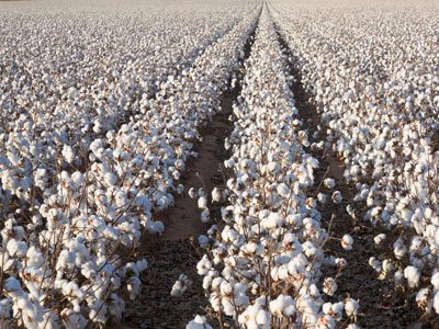 Μικρότερη φέτος η καλλιέργεια βάμβακος