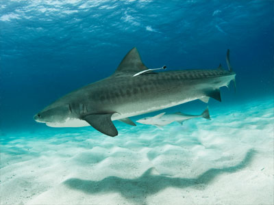 Καρχαρίες στην Αυστραλία στέλνουν μηνύματα στο Twitter