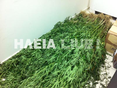 Φυτεία χασίς με 68 δέντρα και τρεις συλλήψεις