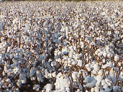 Καταστράφηκαν 7.000 στρέμματα με βαμβάκι στη Θεσσαλονίκη