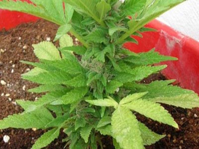 Φύτευε χασίς σε γλάστρες