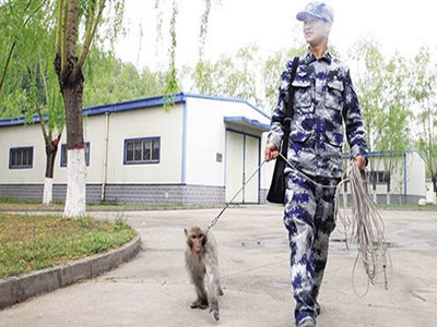 Μαϊμούδες στην υπηρεσία του … στρατού