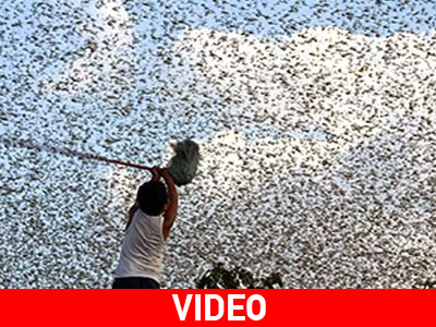 Επιδρομή ακρίδων στην Αίγυπτο