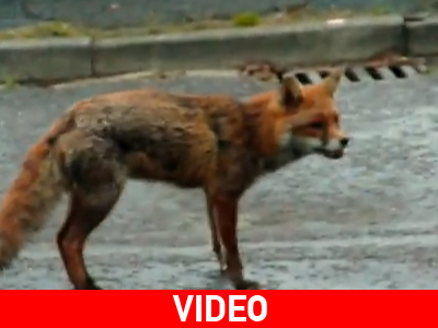 Σκύλος σώζει τον αιώνιο εχθρό του από αλεπού