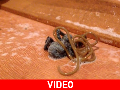 Σκότωσε την αράχνη αλλά τον περίμενε κάτι χειρότερο…