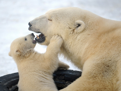 Απειλείται με πρόστιμο για παρενόχληση αρκούδας
