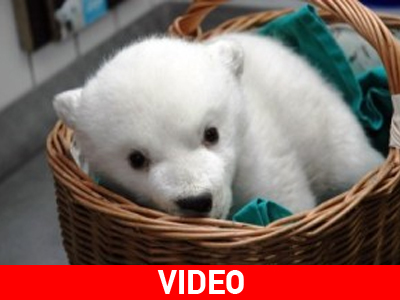 Πολικό αρκουδάκι κλέβει την παράσταση στην πρώτη του εμφάνιση