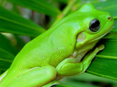 Κι όμως… τα βατράχια δεν πίνουν νερό!