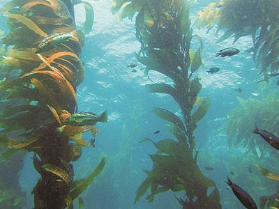 Μικροβιακός κόσμος στην πυθμένα των ωκεανών