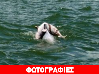 Δελφίνι μεταφέρει το νεκρό μωρό του