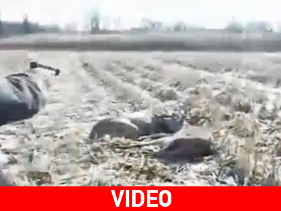 ΗΠΑ: Το όπλο έδωσε τη λύση σε καυγά ελαφιών