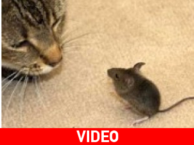 Το ποντίκι Γολιάθ που τρομάζει τις γάτες