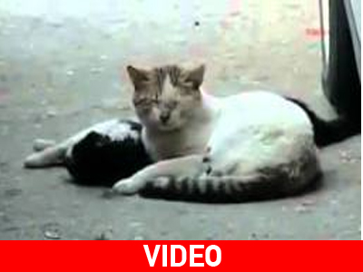 Γάτα προσπαθεί να επαναφέρει το ταίρι της στη ζωή