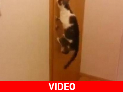 Η γάτα ήταν “άλτης”