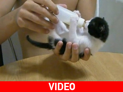 Το γατάκι και το γάλα