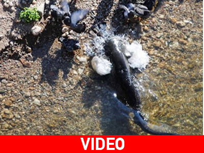 Γατόψαρα αρπάζουν την τροφή τους από την ακτή