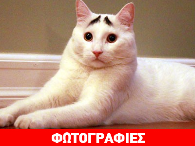 Ένας γάτος με «θυμωμένα» φρύδια