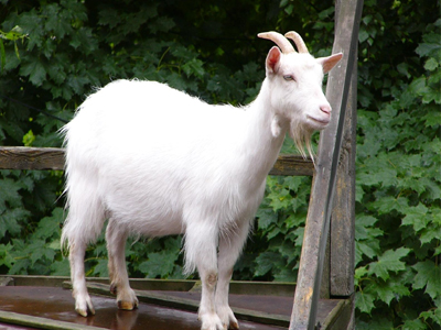 Έδωσε τη γυναίκα του και πήρε γίδα…