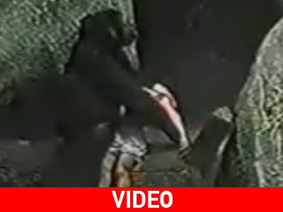 Γορίλας αγκαλιάζει αγοράκι για να το προστατέψει