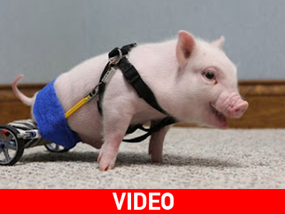 Το διασημότερο γουρουνάκι του διαδικτύου