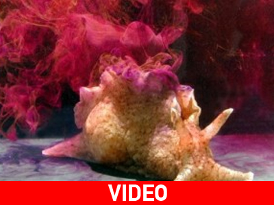 Σαλιγκάρι εναντίον αστακού με όπλο μωβ μελάνι