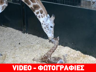 Κονέκτικατ: Τα πρώτα βήματα σπάνιας νεογέννητης καμηλοπάρδαλης