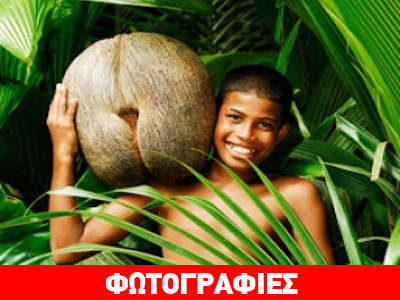 Ένα είδος καρύδας χρειάζεται 7 χρόνια να ωριμάσει