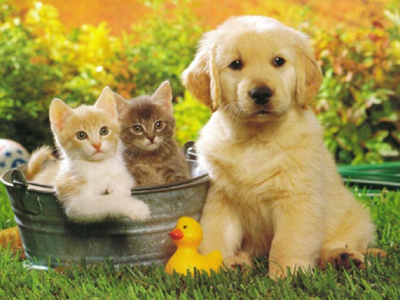 Σε εφαρμογή από σήμερα ο νόμος για τα κατοικίδια