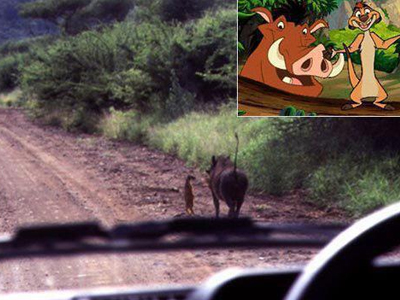 Για τους λάτρεις Lion King